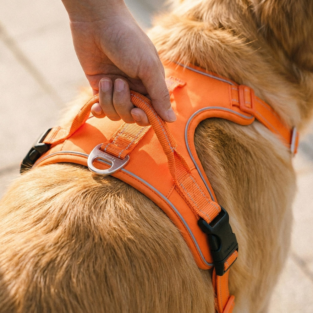 Harnais pour chien avec poignée, soutien et voiture, gros plan