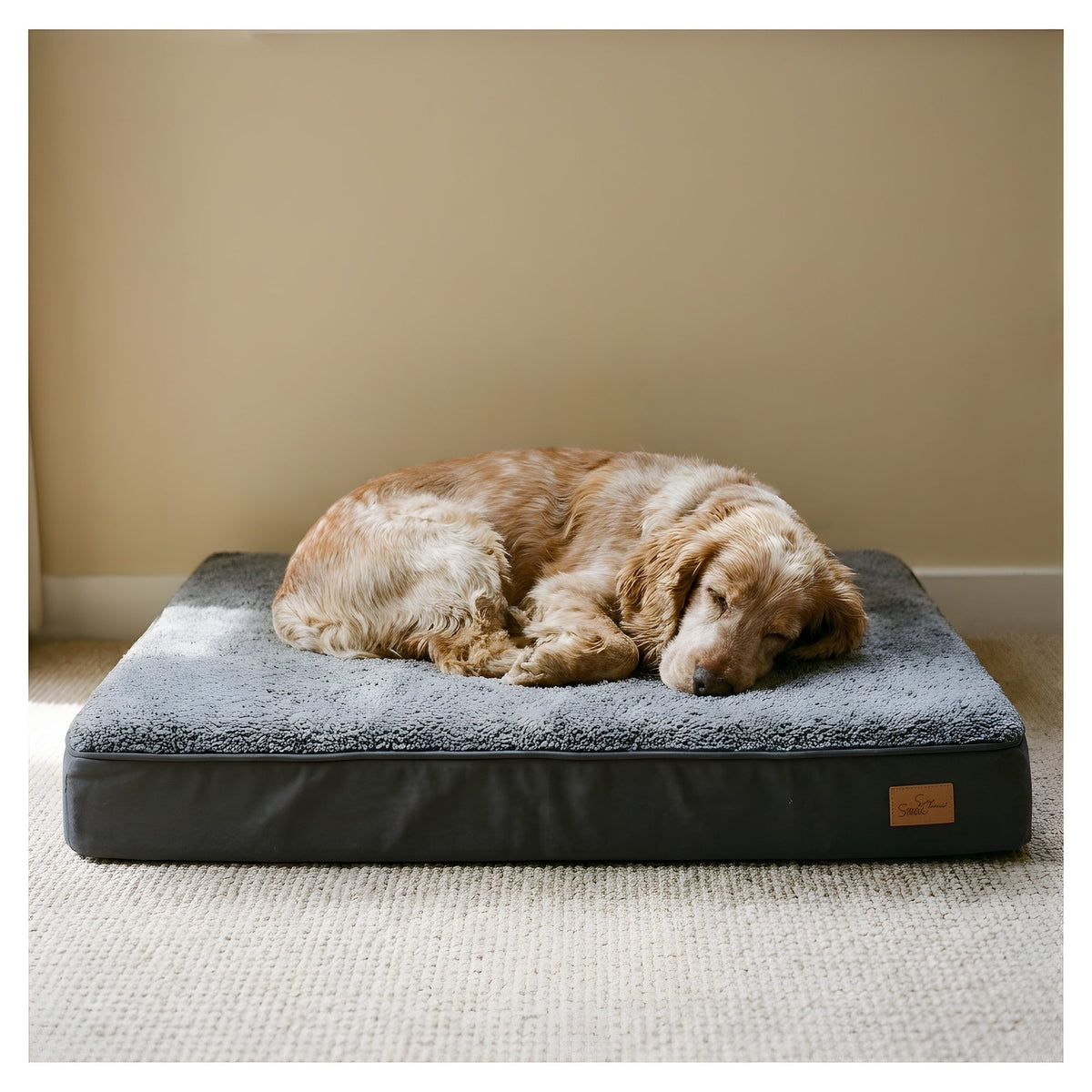 Lit orthopédique pour chien, matelas mousse haute densité, en situation