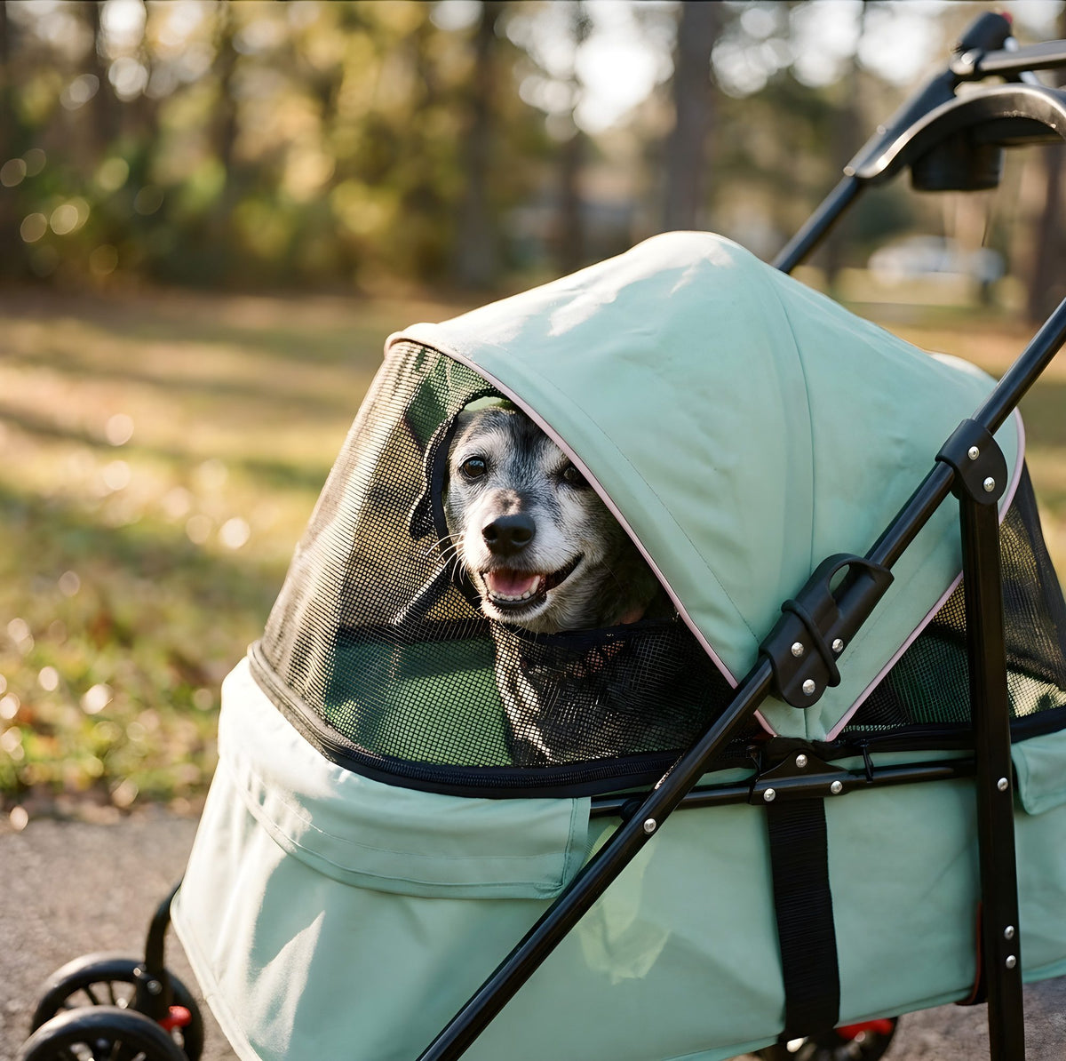 Poussette pour petit chien 2 en 1, panier amovible, en situation